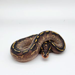 python regius
femelle freeway
juvénile