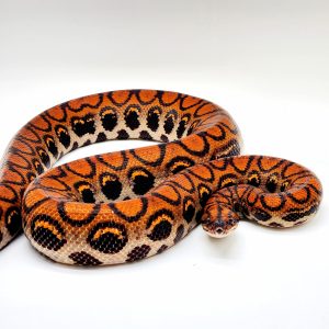 boa arc en ciel 
epicrates cenchria cenchria
male adulte