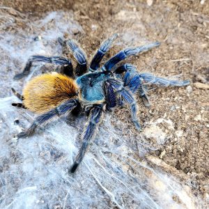 Chromatopelma cyaneopubescens
mygale femelle
