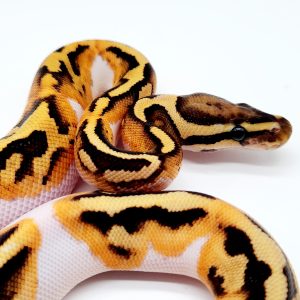 Piebald fire
femelle