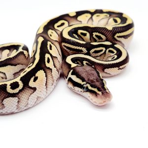 pastel lesser 100% het piebald male