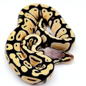 pastel desert ghost
- femelle