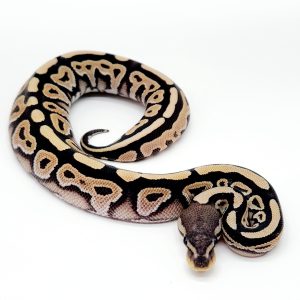 black pastel desert ghost
- femelle -