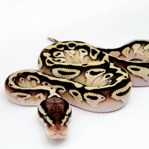 pastel lesser 100% het piebald femelle -