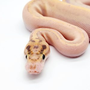 python regius
ivory poss orange dream femelle