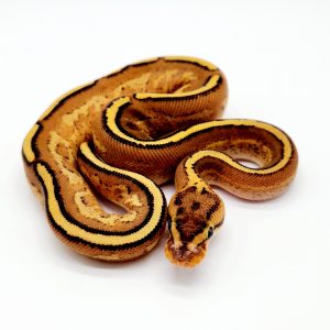 python regius
super stripe femelle