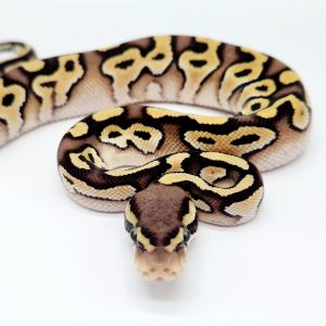 python regius
pastave 100% het hypo 50% poss het clown femelle