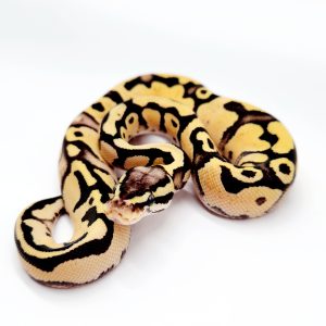 firefly 100%het piebald
femelle