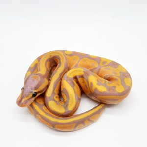 banana vanilla 100%het clown-male