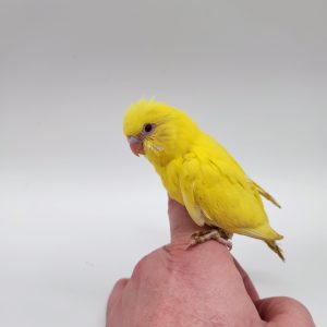 perruche ondulé élevé
Melopsittacus undulatus
main -