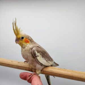 perruche calopsitte
élevé-main