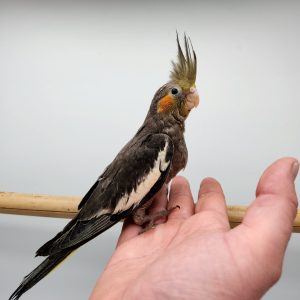 perruche calopsitte
élevé-main -