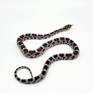 pantherophis guttatus
couleuvre des blés
anerythristic-femelle