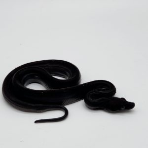 boa constrictor imperator
Keltic motley "Img"