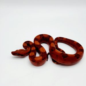 boa constrictor imperator
Blood hypo jungle