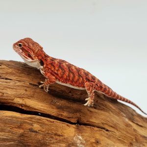 pogona vitticeps
red het hypo het translucent
femelle