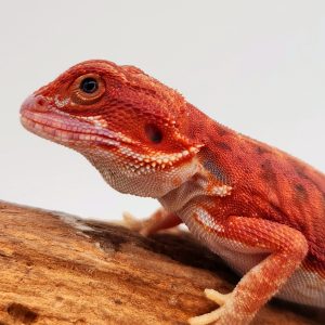 Pogona Vitticeps 
red hypo leatherback poss het trans-
male