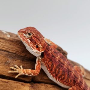 pogona vitticeps
red het hypo het translucent
male