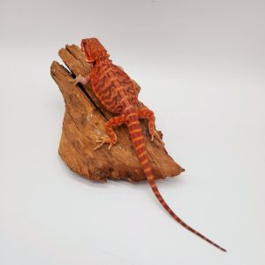 Pogona Vitticeps
red translucent leatherback het hypo