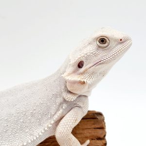 Pogona Vitticeps 
hypo zero
male 02