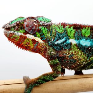 furcifer pardalis 
chameleon panthère
Ambilobe- male