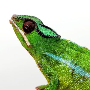 furcifer pardalis 
chameleon panthère
Nosy mitsio- male