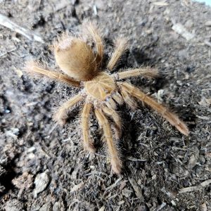 Teraphosa Blondi
mygale goliath