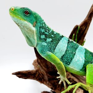 iguanes des îles Fidji
brachylophus fasciatus
couple adulte reproducteur