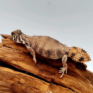 Uromastyx Thomasi
fouette queue