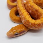orthriophis taeniura ridleyi 
serpent ratier à queue ligné- albinos-male