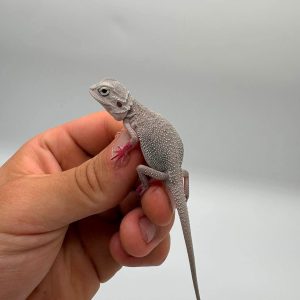 Pogona Vitticeps
hypo zero
juvenil non sexé