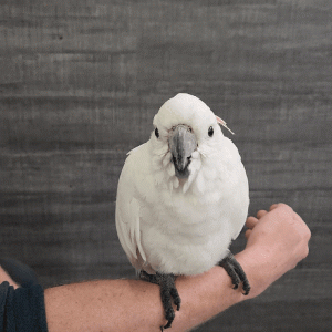Cacatua galerita eleonora cacatoes huppe jaune