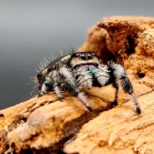 phidippus regius male
