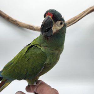 Primolius maracana
Ara D'illiger-
jeune-élevé-main