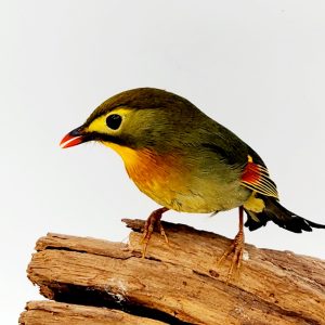 Léiothrix jaune
rossignol du japon