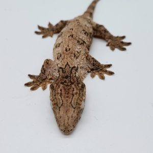 Gecko géant de nouvelle Calédonie
rhacodactylus leachianus
male possible