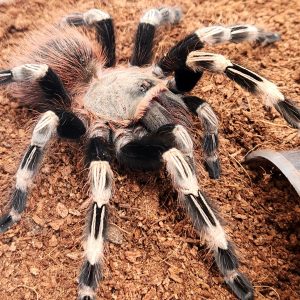 chromatus Nhandu
tarentule brésilienne rouge et blanche-femelle subadulte -