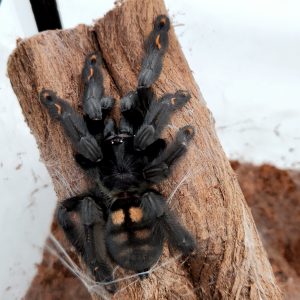 Psalmopoeus irminia (sun tiger tarentule) femelle adulte