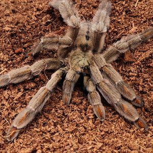 Psalmopoeus cambridgei
mygale à chevrons