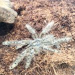 STROMATOPELMA CALCEATUM
taille S