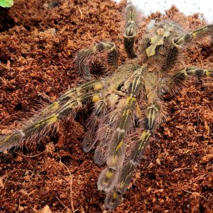 Poecilotheria rufilata (mygale ornemental ) femelle adulte