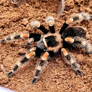 brachypelma smithi/hamorii
Mygale à pattes de feu mexicaine