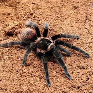 brachypelma vagans