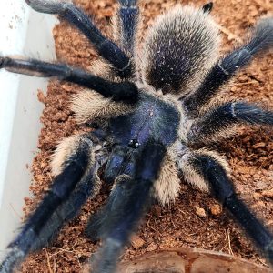 Monocentropus Balfouri
mygale bleu de Socotra.
femelle adulte