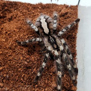 Poecilotheria Regalis (mygale ornemental ) femelle adulte xl