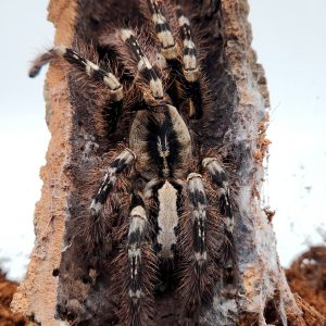 Poecilotheria Striata (mygale ornemental ) femelle adulte xl -