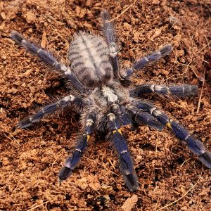 Poecilotheria Metallica (mygale bleu) -
femelle -