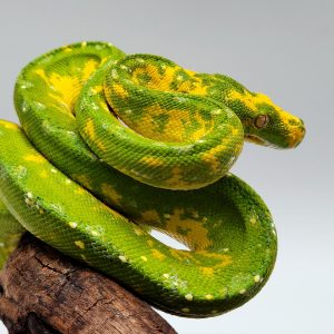 Morelia viridis
Azurea Azurea Biak  -
femelle ( high-yellow)