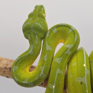 Morelia Viridis
Localité ( sorong)
femelle 2024