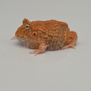 ceratophrys cranwelli 
5 cm
strawberry mutation